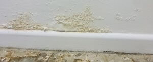 A close-up image of damp on a skirting board