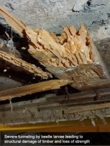 An image showing tunneling by beetle larvae that has caused structural damage of timber that will need timber servicing work