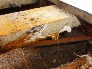 An image showing dry rot fruiting body visible to underside of timber floor joist