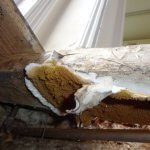 An image showing True dry rot fruiting body (fleshy bracket with rust coloured spores) visible to underside of timber floor joist